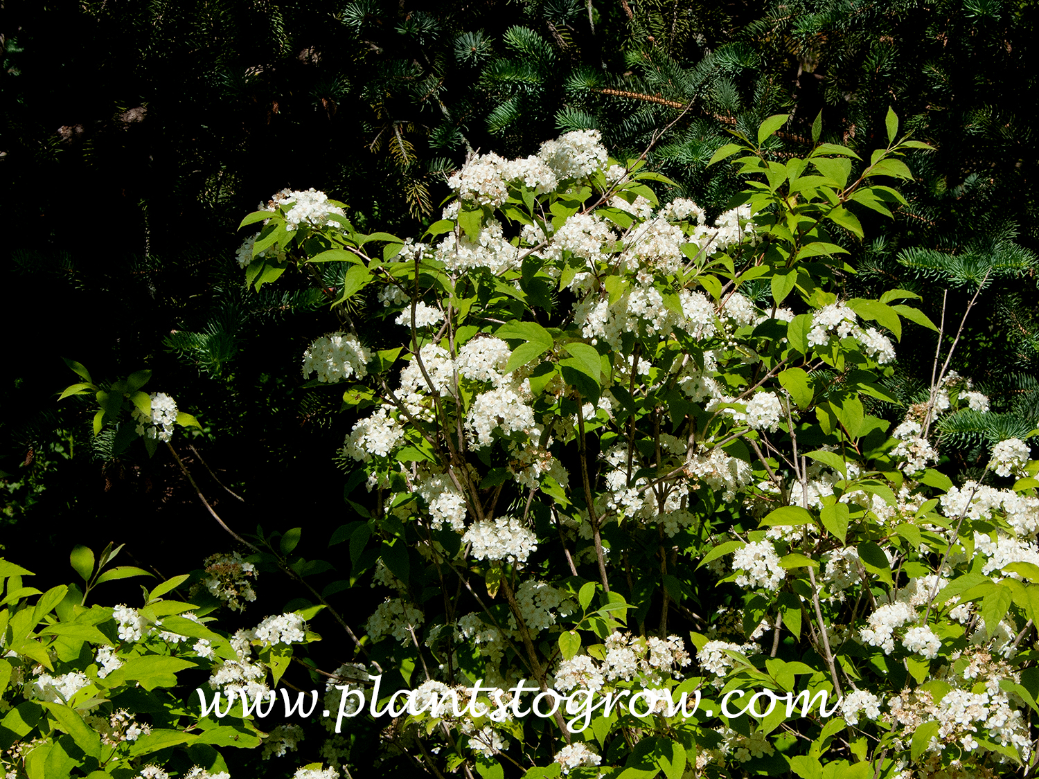 Mongolian Deutzia (Deutzia parviflora)
